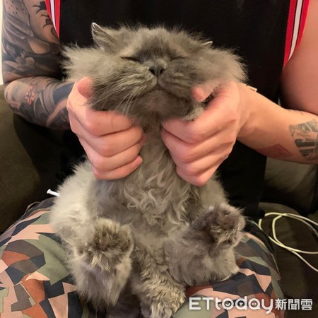 想把毛剪整齐！　天兵爸大动刀害美猫变成灰尘球
