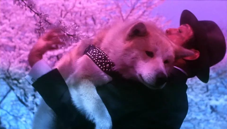 养了十年的狗和出生的婴儿,养了10年的狗和男朋友你选谁