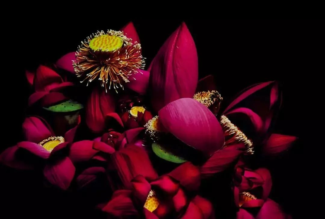 他是日本著名“花花公子”，拈花惹草只为极致的美