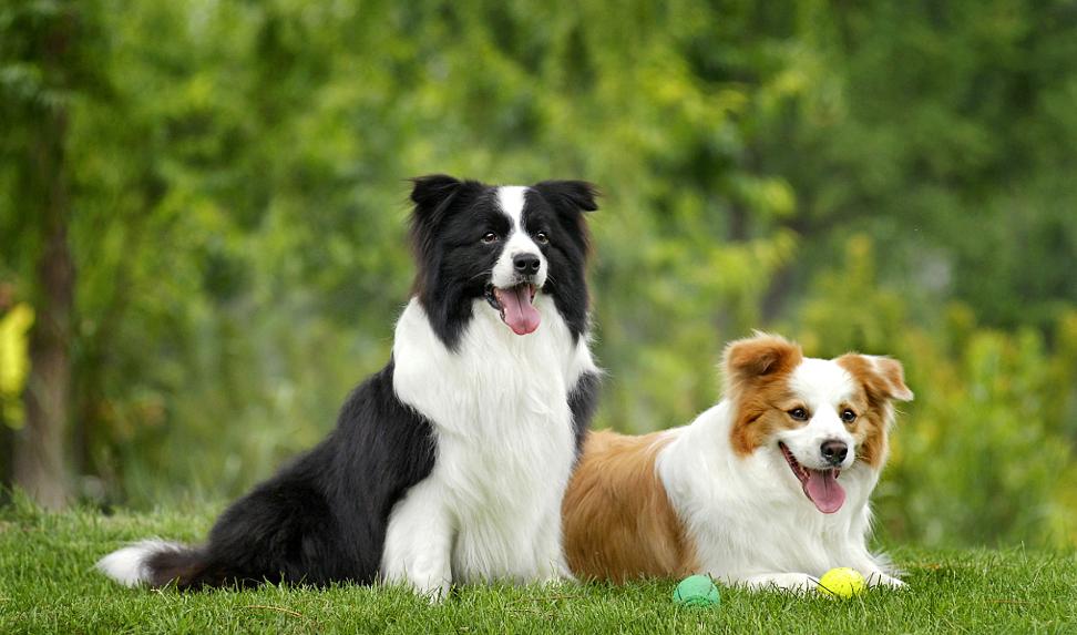 被动物咬伤的正确处理方法,被动物抓伤有什么症状