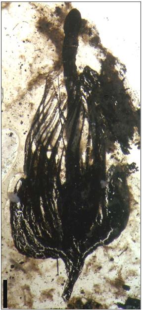 划时代的植物种子有哪些,划时代的植物种子图片