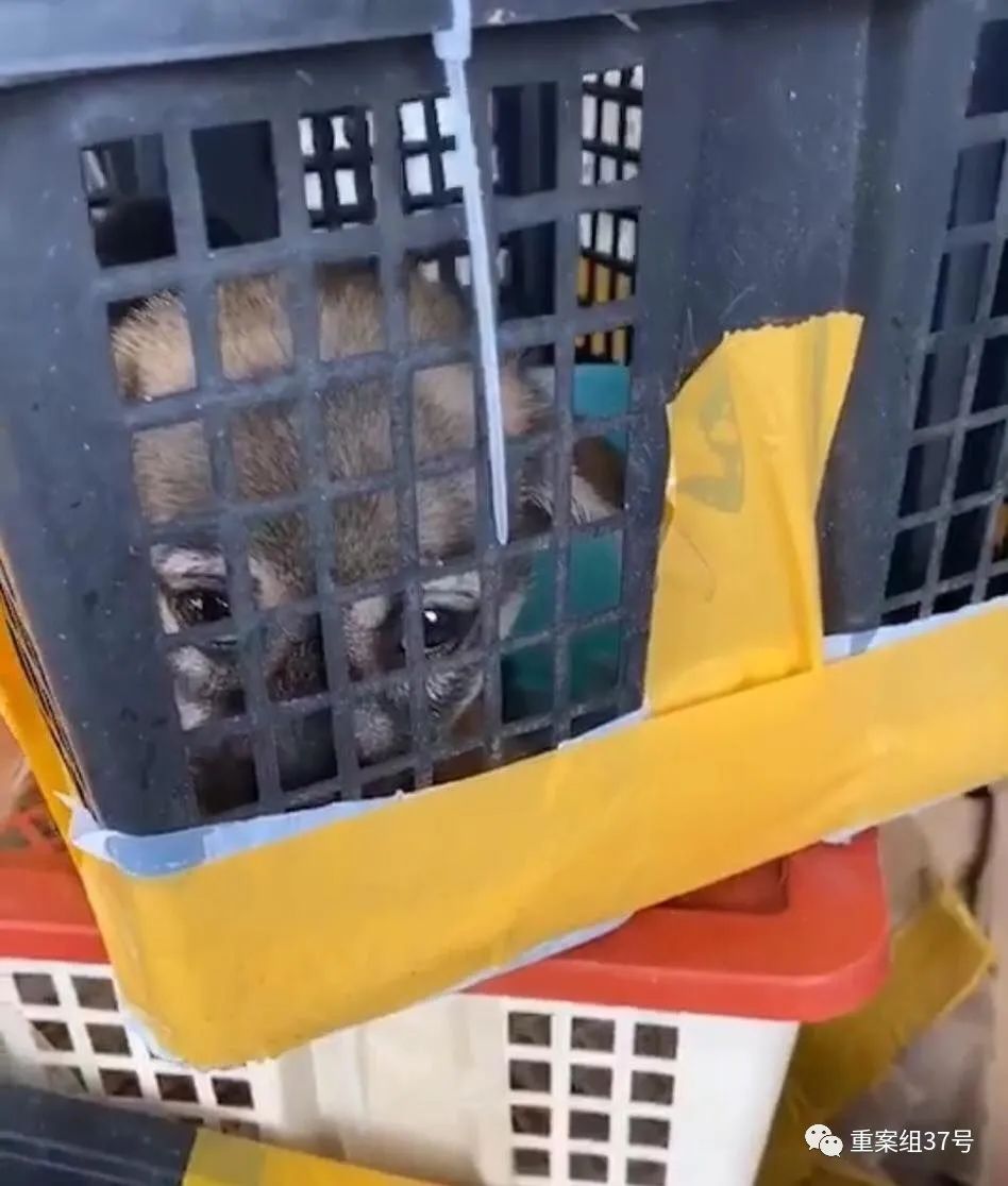 电商平台是否可以销售活体,电商能卖活体宠物吗