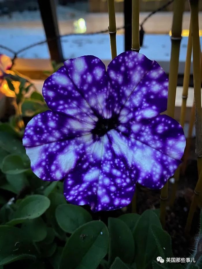 猫头鹰没有眼睛能说话吗,猫头鹰没眼皮