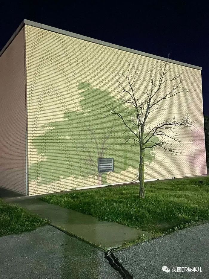 猫头鹰没有眼睛能说话吗,猫头鹰没眼皮