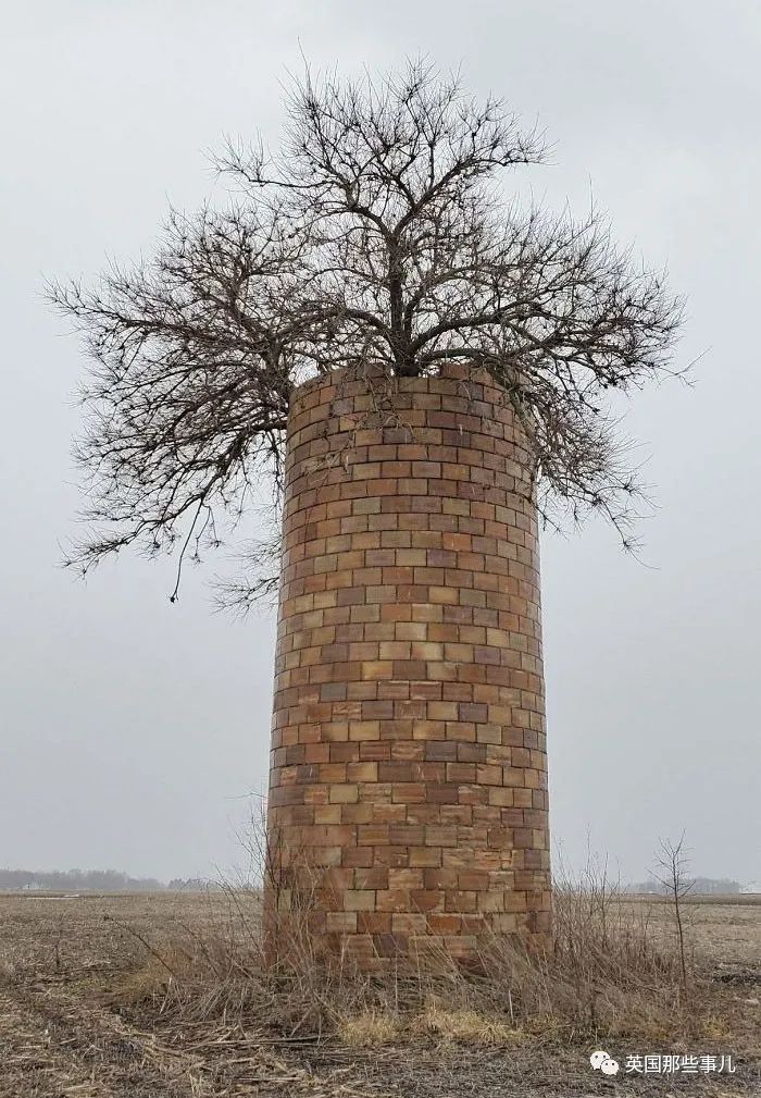 猫头鹰没有眼睛能说话吗,猫头鹰没眼皮