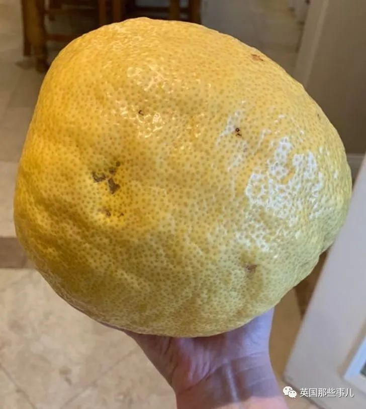 猫头鹰没有眼睛能说话吗,猫头鹰没眼皮