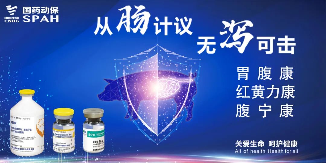 打了疫苗猪发烧怎么办,给猪打的疫苗出血疫苗起作用吗