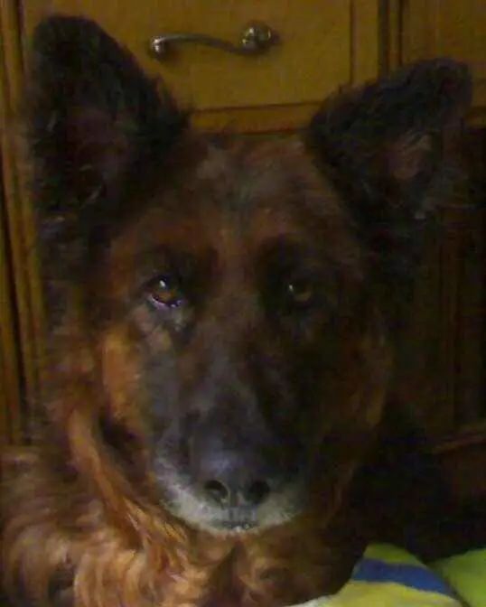 “似乎它从来都没有真正离开过”：和宠物告别的25个时刻