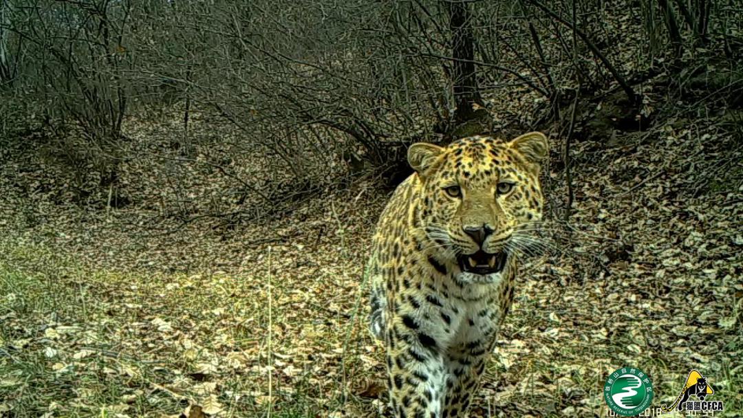 非法野生动物判刑数罪并罚,非法经营野生动物案处决