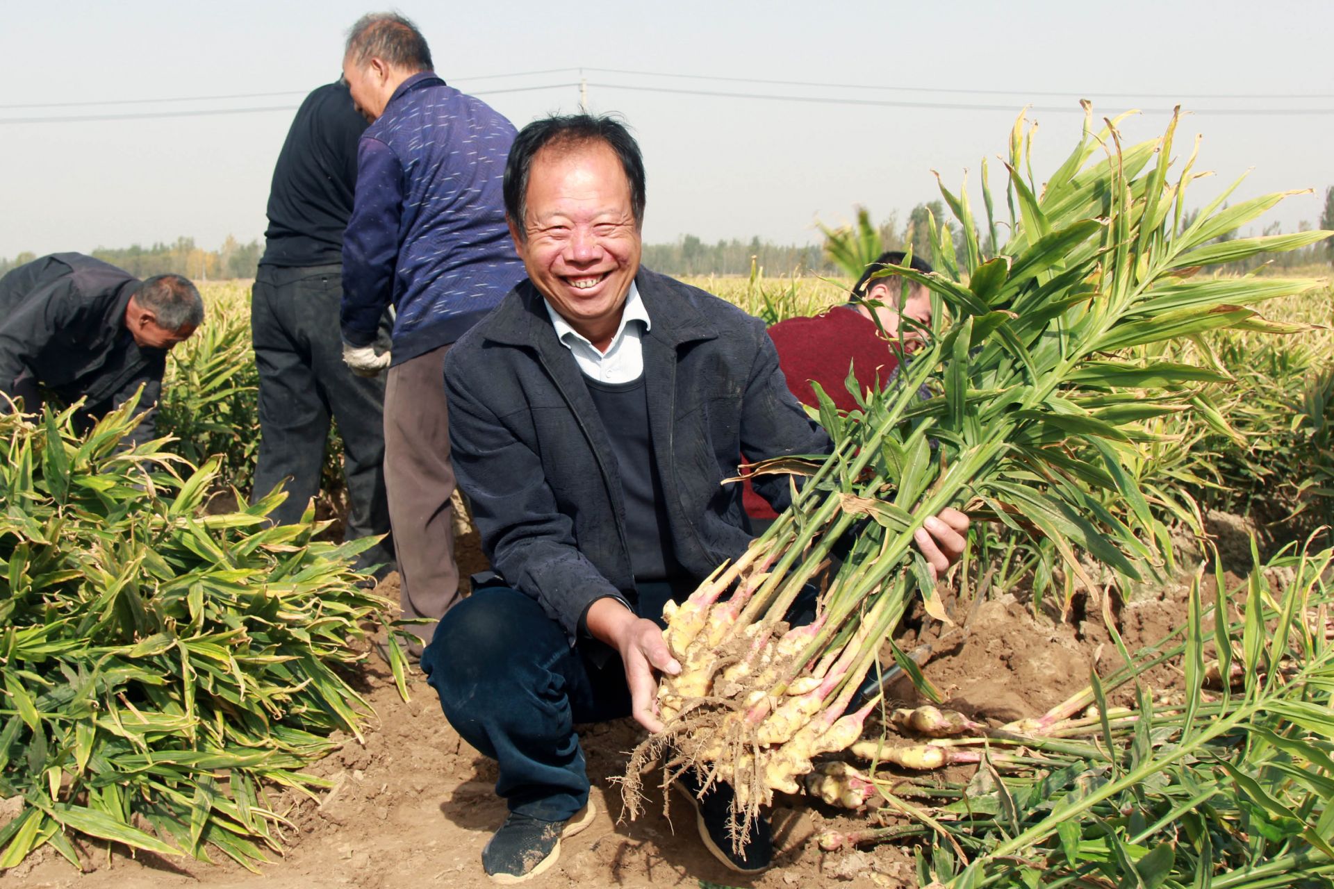 大姜亩产40000斤视频,一亩地两万斤大姜种植技术视频