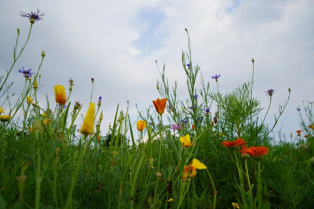 描绘乡村美丽新画卷,描绘中国美丽新画卷
