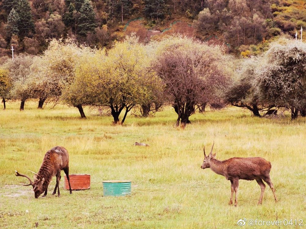 “云上高速”来了！成都5.5小时飙拢青海，沿线一大波“神仙”景点，每站都是大美风光片