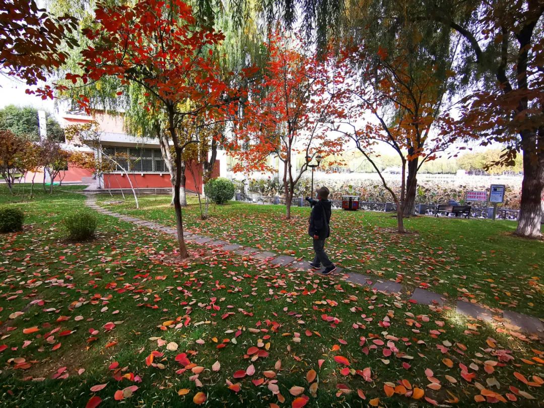 白蜡树下人如潮，勿忘城中多妖娆！你身边还有这些网红打卡地→