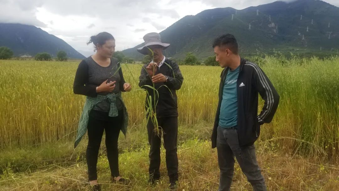 青稞博士尼玛扎西采访,青稞王子尼玛扎西讲话