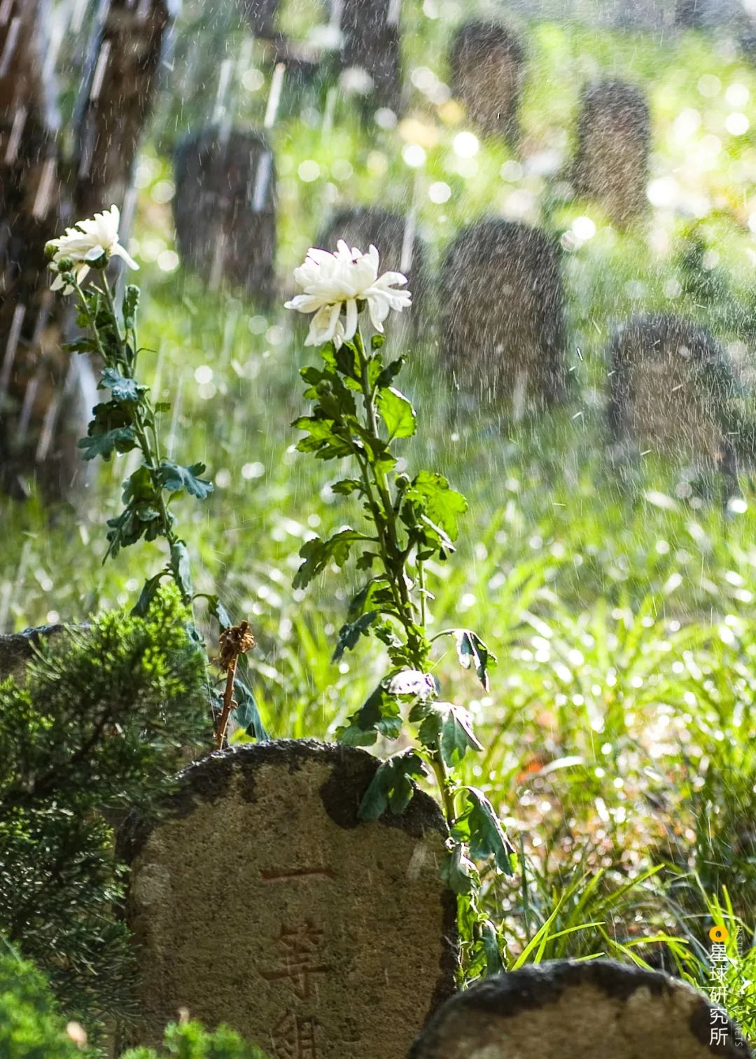 腾冲为什么那么出名,云南的腾冲怎样