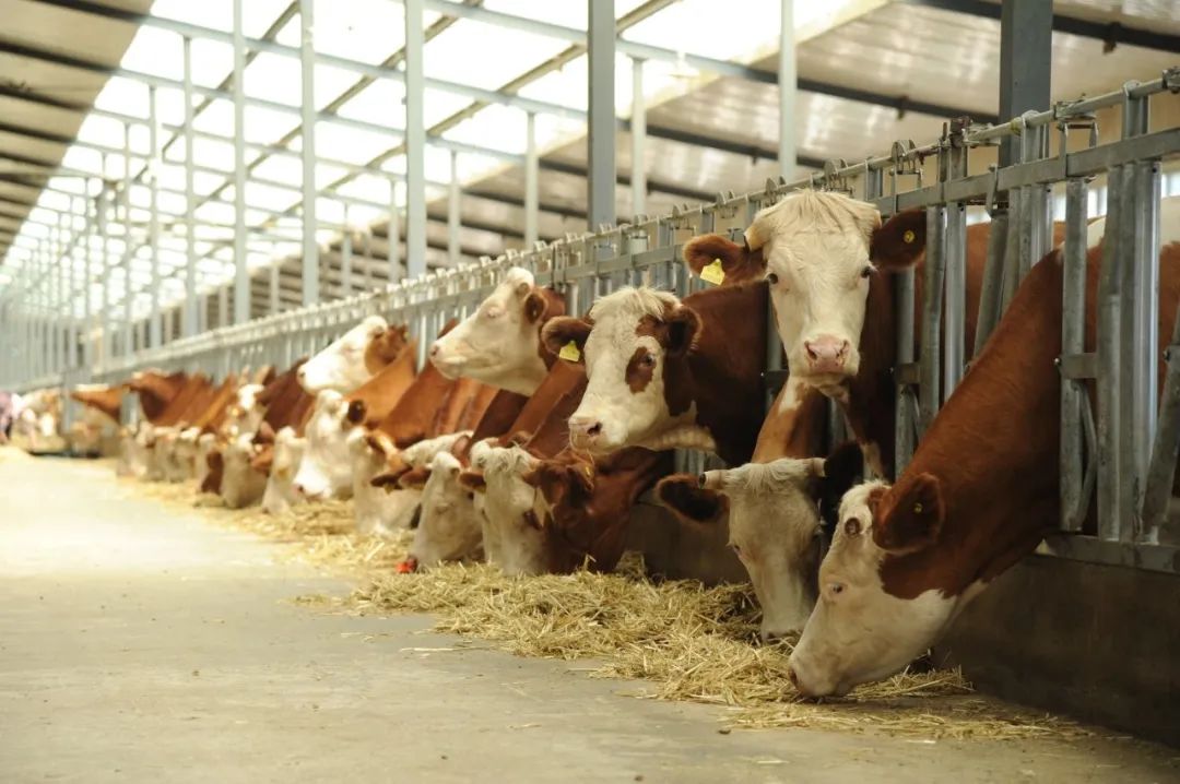 内蒙古赤峰天山的牛,通辽的牛和赤峰的牛区别