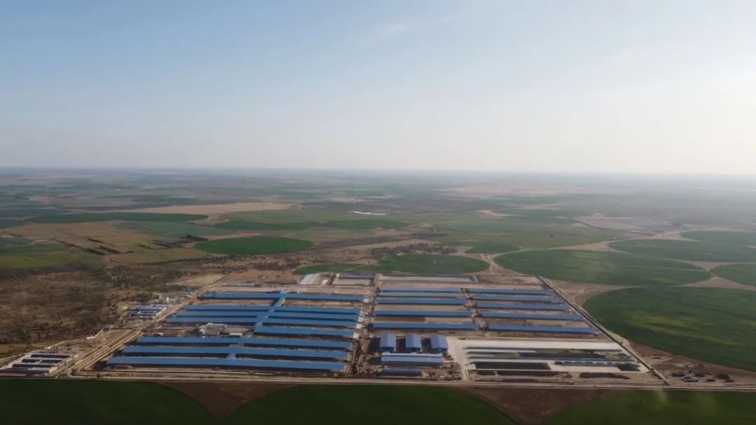 内蒙古赤峰天山的牛,通辽的牛和赤峰的牛区别