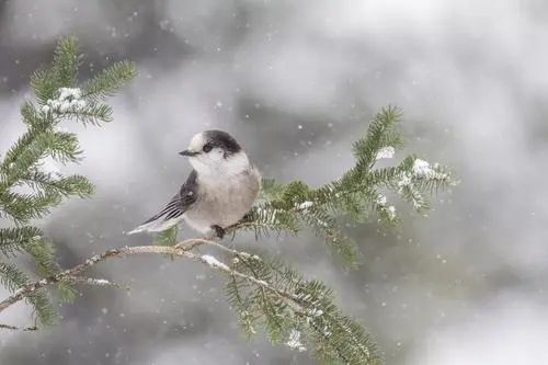 中国二十四节气之一立冬,传统文化二十四节气之立冬