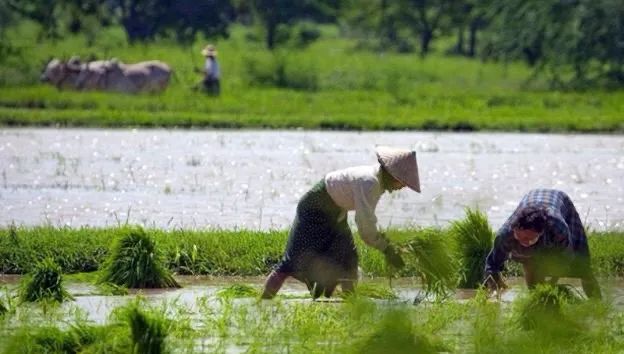 进博美味来袭！新西兰总理都点赞的奶、“世界最好”的米都来咯