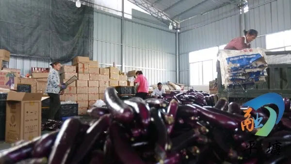 产业兴旺领航乡村振兴——平塘县特色农业产业发展综述