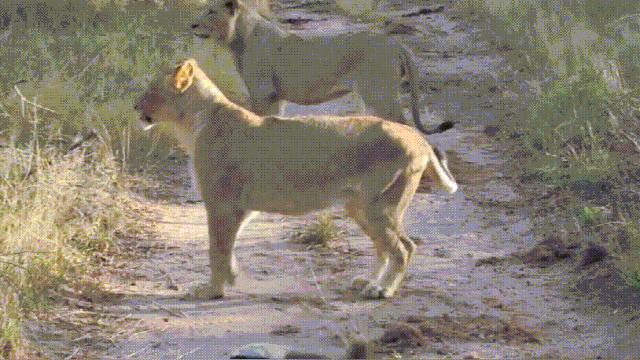 大蟒蛇跟蜜獾,蜜獾捕食大蟒蛇