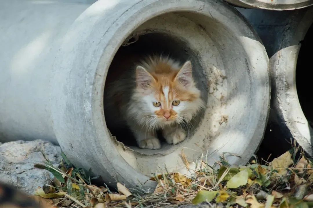 “天猫”来了？天大的猫猫们有自己的表情包啦！点击*载下**