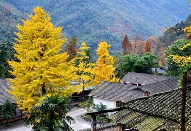 初秋彩林成都周边秘境,成都附近彩林秘境