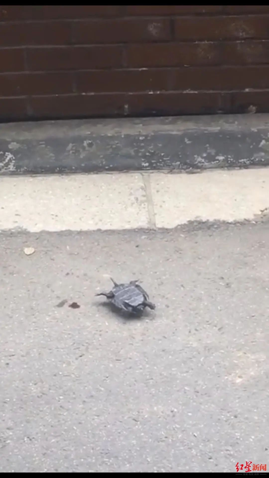 成都一小区内天降乌龟，路过女子被砸得头破血流