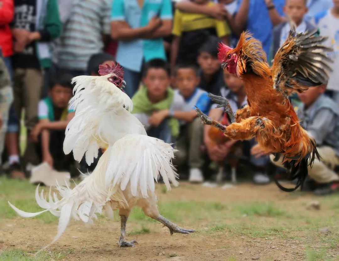 彝历新年这些习俗有讲究！