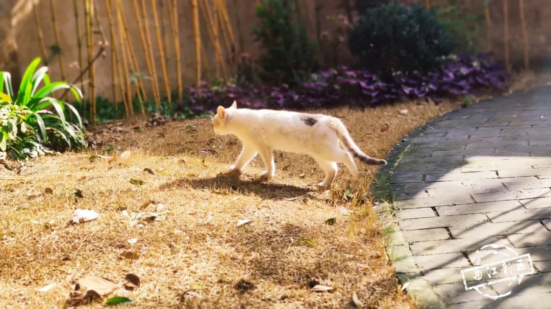 西安曲江南湖里民宿,西安曲江民宿推荐