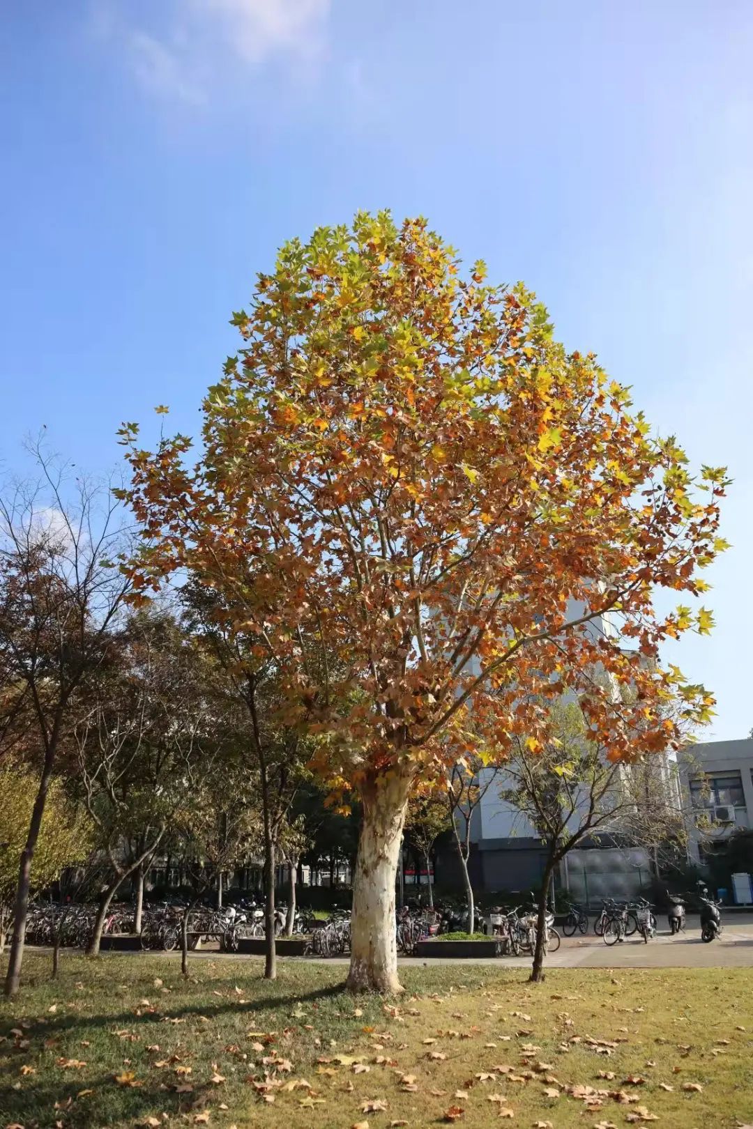 清北现在的情况,清北最新消息