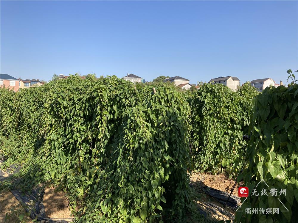 衢州传媒在线直播,衢州传媒网最新直播