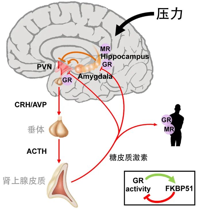 一孕傻三年确实不假,一孕傻三年这个说法存在吗