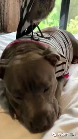 狗子把受伤的喜鹊当娃养，没怀过孕居然开始产奶