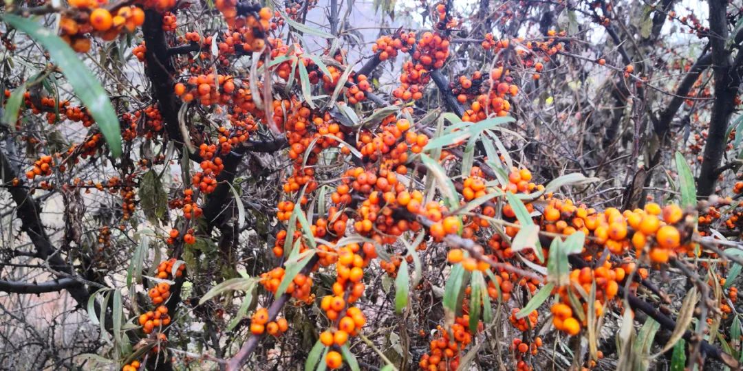 云巅金马池,诗意的远方