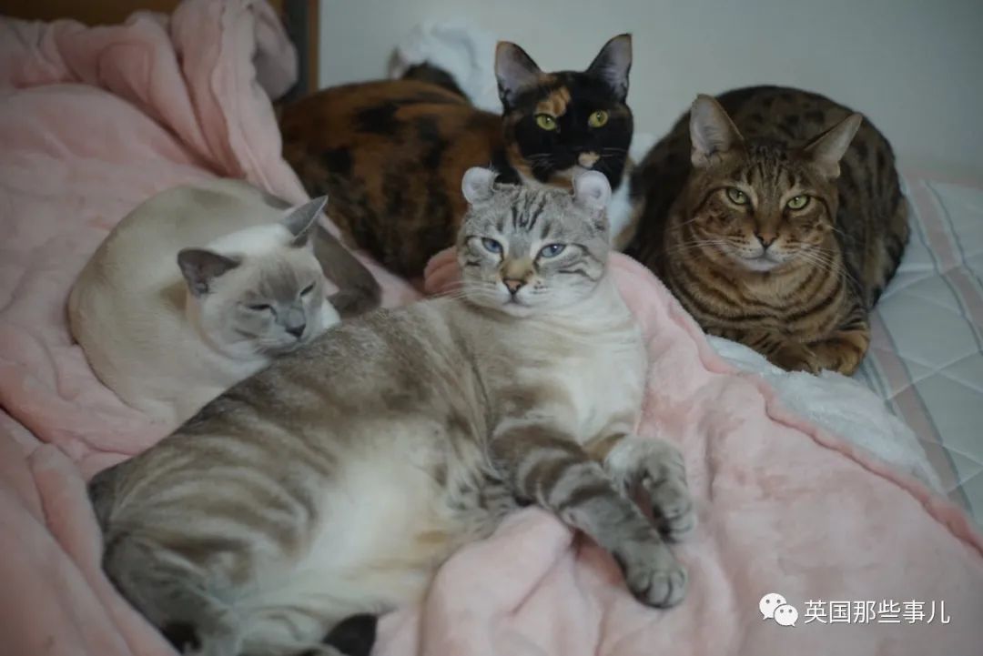 多猫家庭猫咪也会尿闭吗,多猫家庭为什么不能洗澡