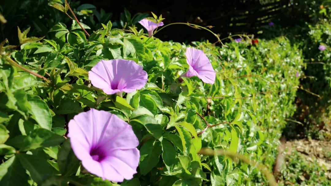 西盟“眼”:美丽乡村的“宠儿”——牵牛花