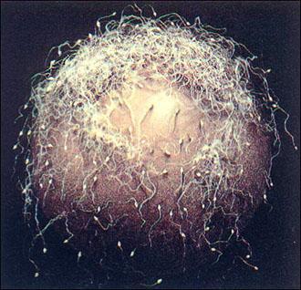 科学家发现精子质量,科学家发现1亿年前隧道