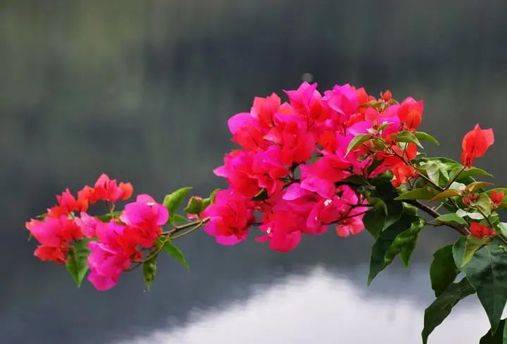 昆明春城风光秀,昆明春城秀小视频