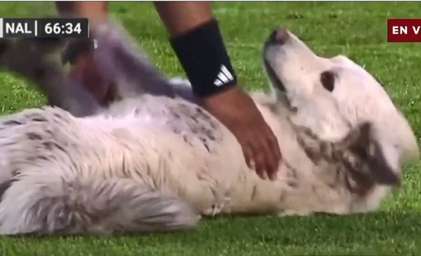 影／狗狗大盗乱入足球赛！叼鞋狂奔　「躺地耍赖不走」眼神超无辜