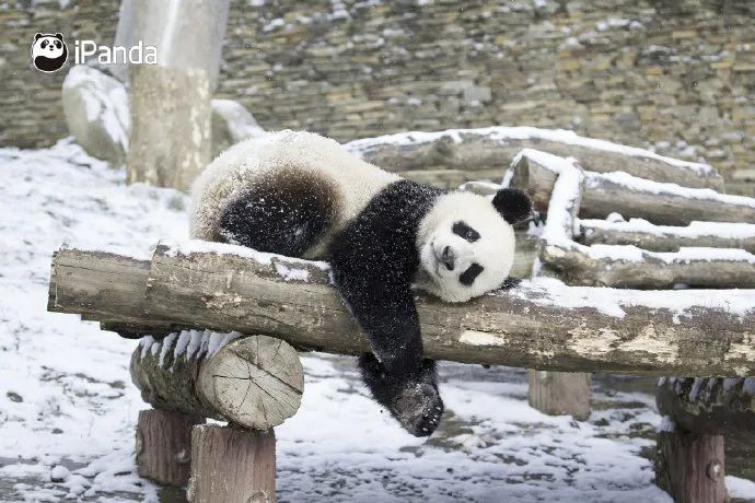 日本“性感小屁屁大赛”，300万网友围观点赞：屁屁虽好，不要贪摸哦