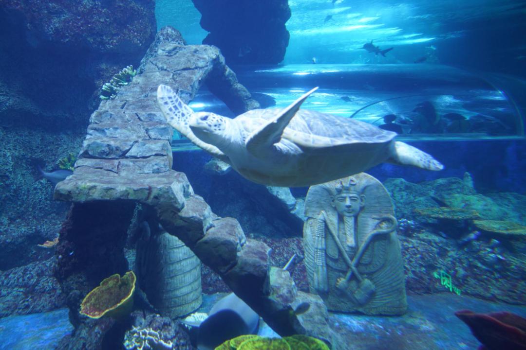 关于海龟生活习性的资料,海龟有时会干什么有什么特征