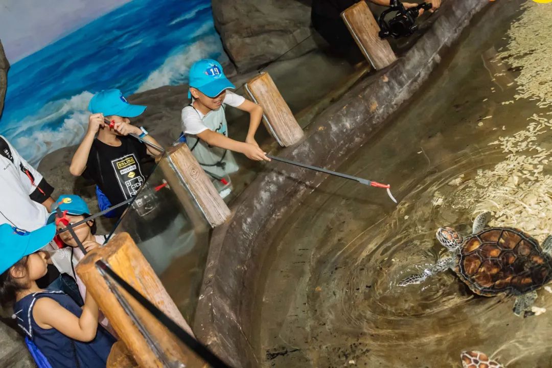 对海龟有哪些发现或了解,救海龟海龟会流泪吗