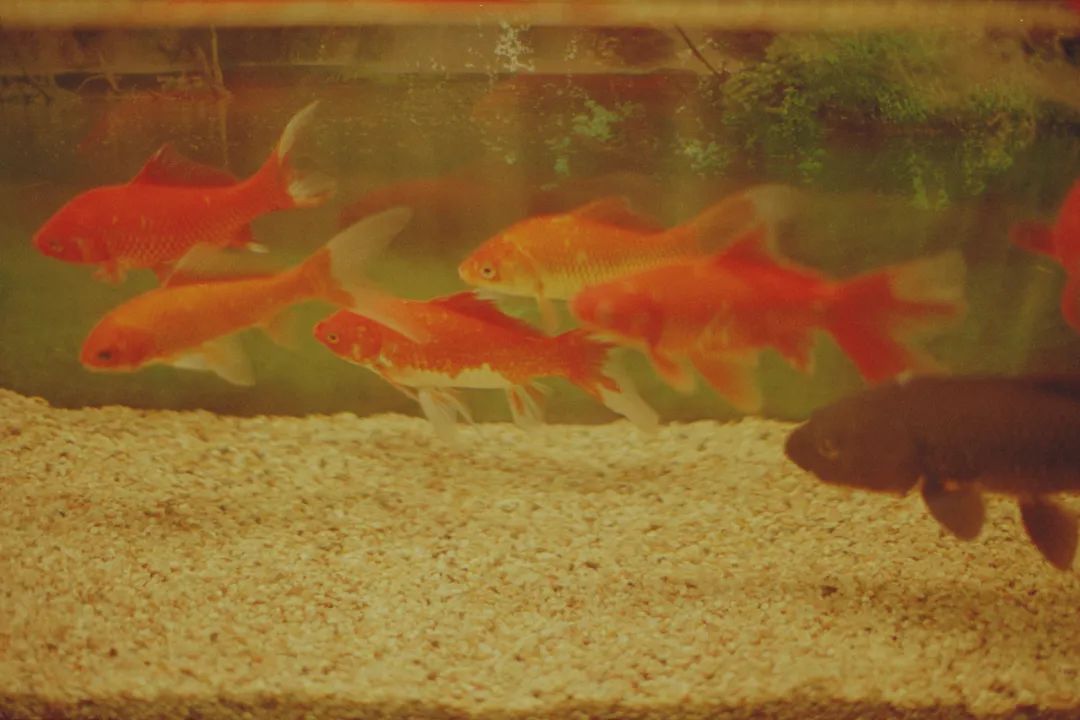 小倩摄影师,摄影师小倩