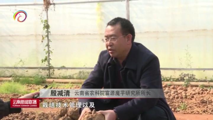 富源魔芋大县打造魔芋产业,富源县富源村魔芋基地