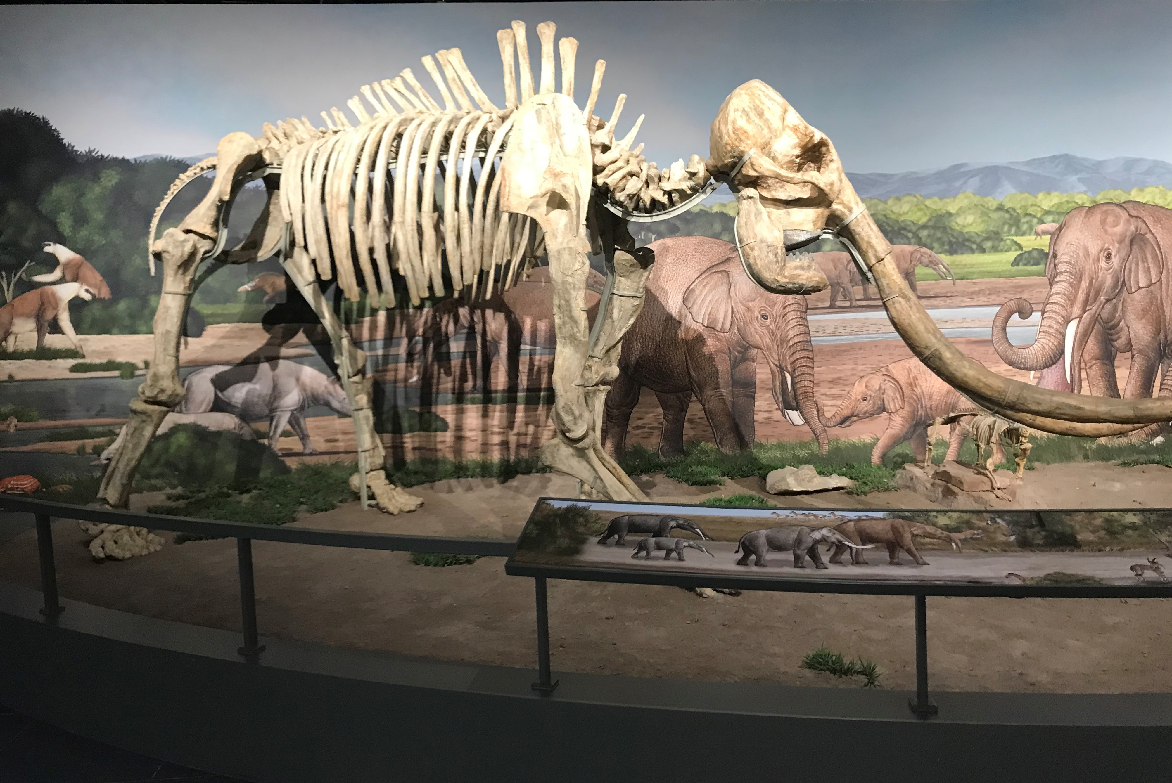 南京古生物博物馆6亿年海绵化石,南京地质博物馆恐龙化石要预约吗