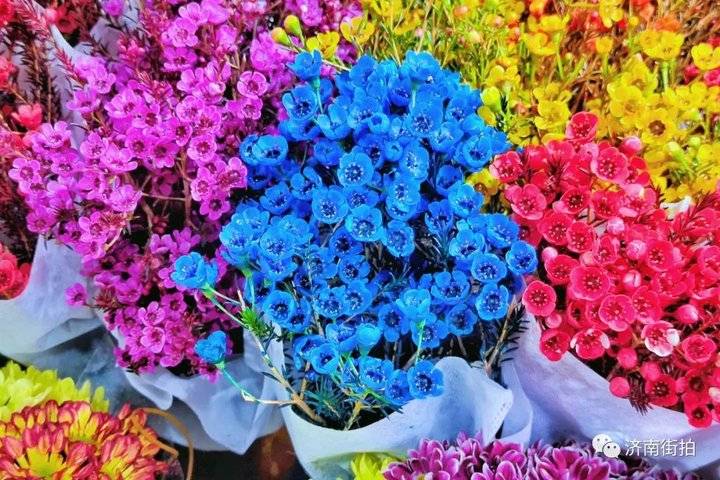 济南花卉市场哪个最大最出名,开放的济南花卉市场有哪些