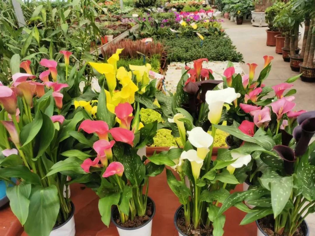 春节不打烊随心玩,内蒙古就地过年