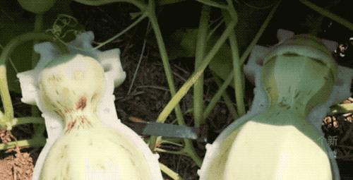 日本人种个葫芦，星巴克咖啡杯就变成了这样