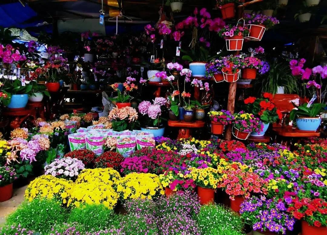 南宁赏花2022,赏花攻略南宁